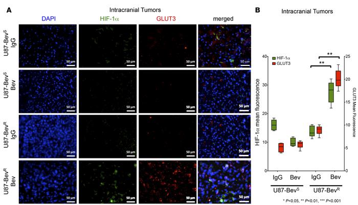 Increased GLUT3 expression in isogeneic bevacizumab-resistant xenografts...