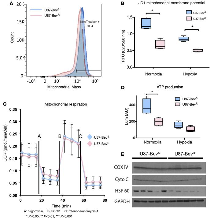 Decreased oxidative phosphorylation in a xenograft model of antiangiogen...