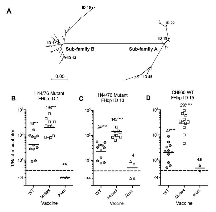 Serum bactericidal antibody responses against meningococcal strains with...