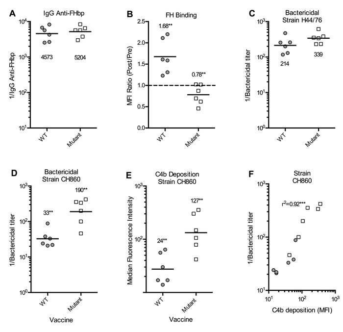 Effect of FHbp vaccination on binding of serum FH to meningococci, bacte...