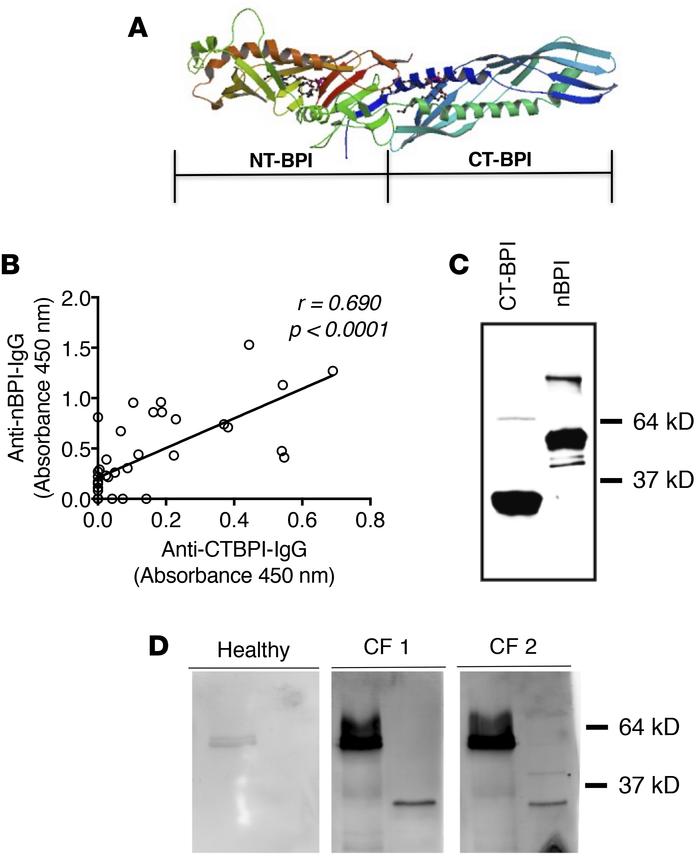 Anti-BPI autoantibodies in CF target the C-terminus of BPI.
(A) Crystal ...