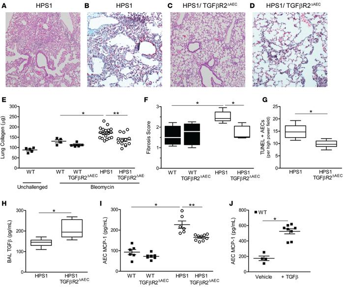 Epithelial-specific deletion of TGFBR2 attenuates lung fibrosis in HPS1 ...