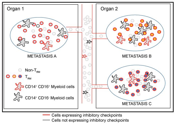 Intralesional and interlesional diversity of immune checkpoint proteins ...