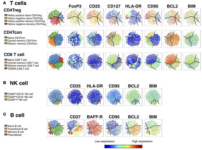 Protein expression in lymphocyte subsets.
The viSNE maps for each lympho...