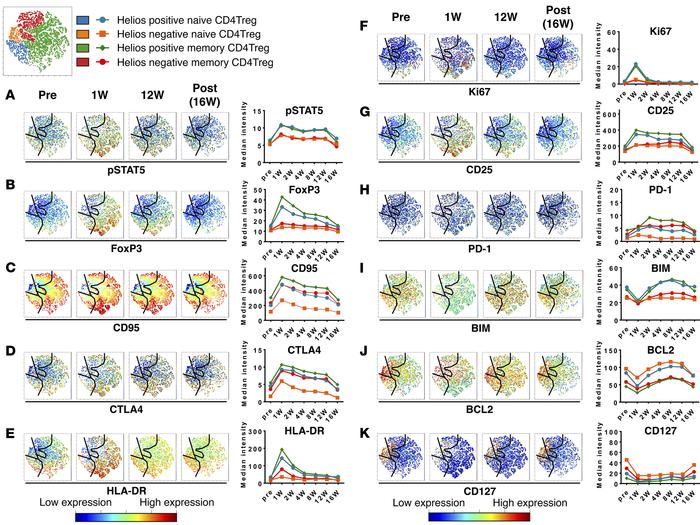 Effects of daily low-dose IL-2 therapy on CD4+ Tregs in vivo.
(A–K) Each...