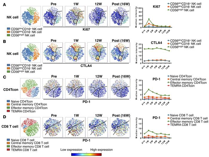 Effects of daily low-dose IL-2 therapy on conventional CD4+ T cells, CD8...