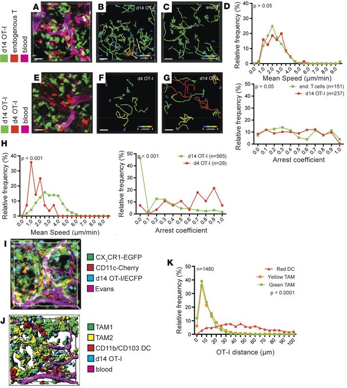 Exposure to tumor environment alters T cell behavior.
(A–D) Migration pa...