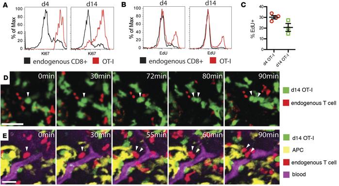 Tumor-resident T cells proliferate in the tumor microenvironment.
(A and...