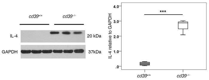 IL-4 expression in infarcted myocardium.
Western blot demonstrating incr...