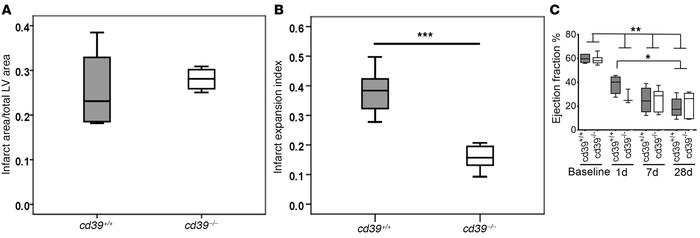 Myocardial infarct size and expansion and left ventricular systolic func...