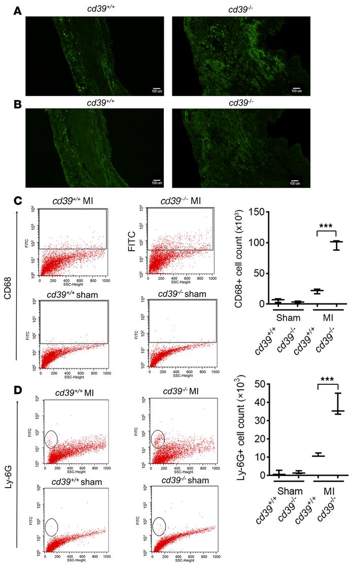 Identification of infiltrating leukocytes in infarcted myocardium.
Repre...