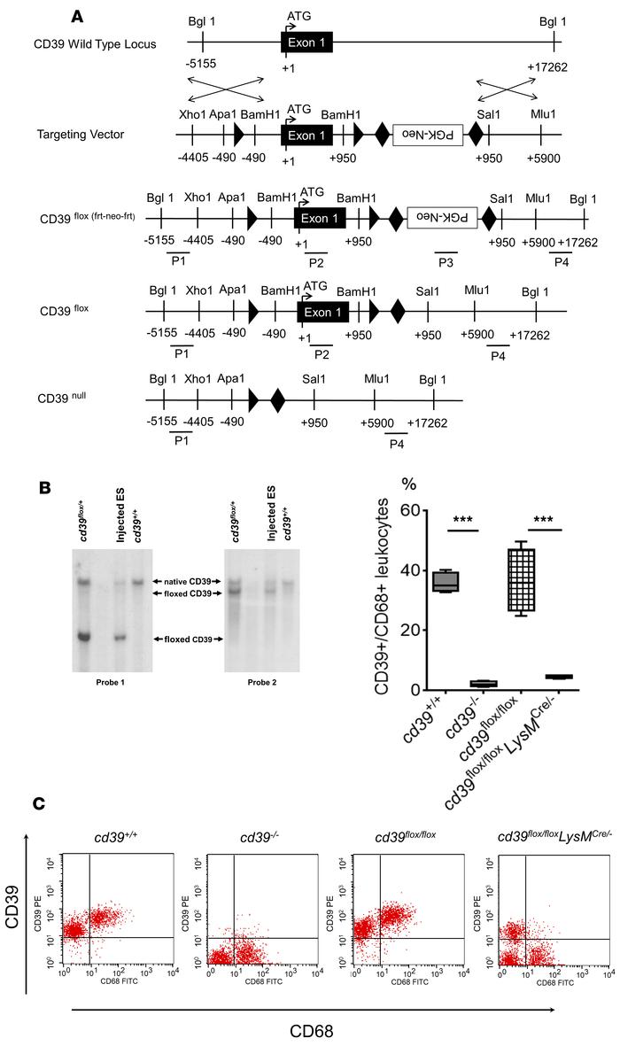 Creation of myeloid CD39 conditional knockout.
(A) LoxP- and Frt-flanked...