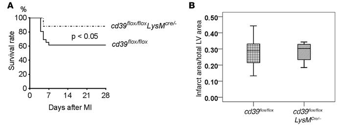 Role of myeloid CD39 in cardiac rupture.
(A) Kaplan-Meier survival curve...