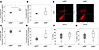 Circulating levels of ATP, ADP, AMP, and adenosine after myocardial infarct