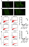 Identification of infiltrating leukocytes in infarcted myocardium.