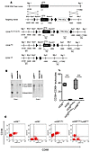 Creation of myeloid CD39 conditional knockout.