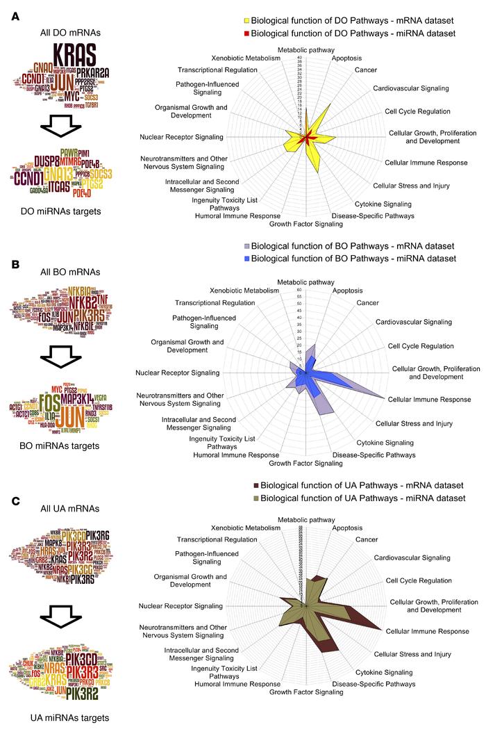 Gene enrichment analysis and pathway elements targeted by miRNAs in the ...