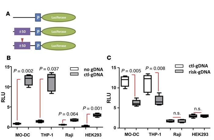 Gene regulatory function of SNP-containing genomic DNA.
(A) Diagram of r...