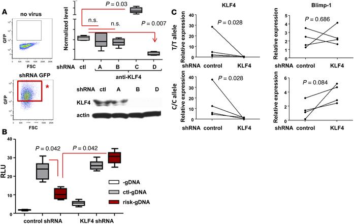 Knockdown of KLF4 abolished the regulatory effect by risk allele.
(A) KL...