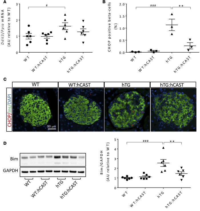 hCAST overexpression in β cells results in the attenuation of hIAPP-indu...
