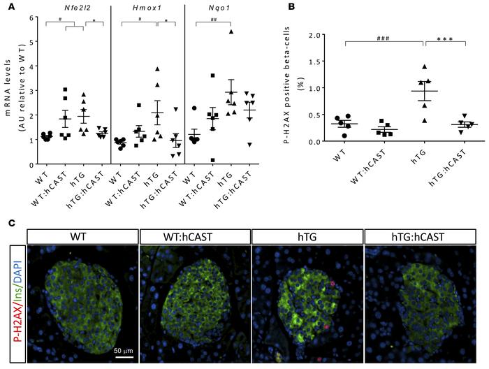 Calpastatin overexpression in β cells attenuates oxidative stress and is...
