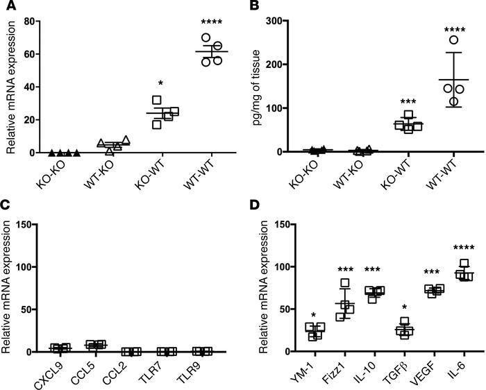 Adiponectin is produced by cells infiltrating allografts and modulates c...