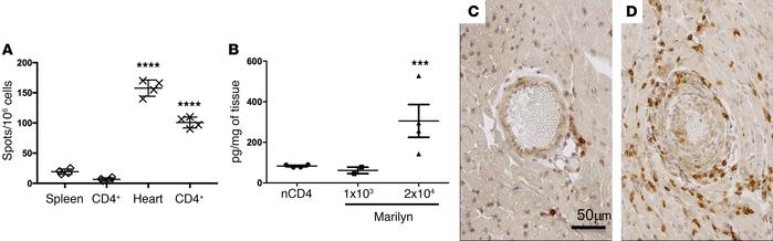T cell secretion of adiponectin is induced by specific antigen.
(A) Tota...