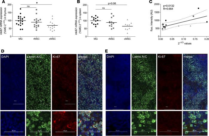 Mesenchymal stem cells (MSCs) inhibited human cell proliferation in the ...