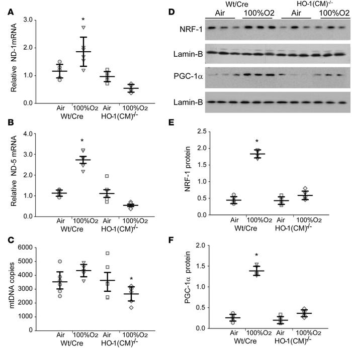 HO-1 and regulation of cardiac mitochondrial biogenesis.
(A) Deletion of...