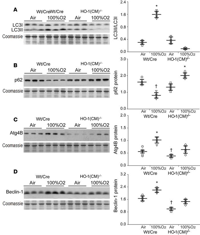 Loss of HO-1 impairs autophagy/mitophagy in the murine heart.
(A–D) Hear...
