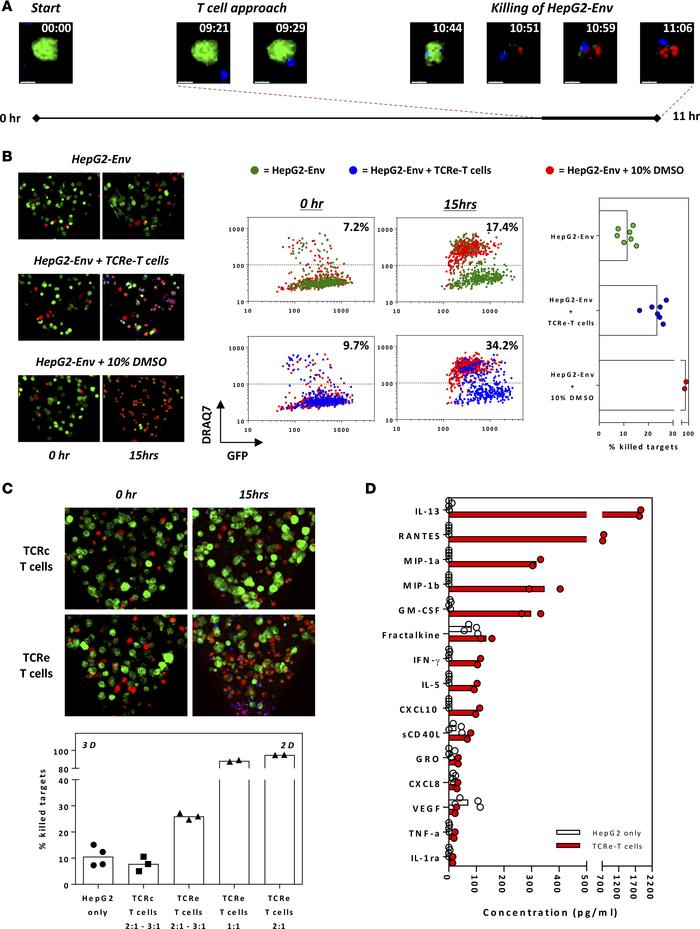 Engineered HBV-specific T cells invade and specifically kill HBV antigen...
