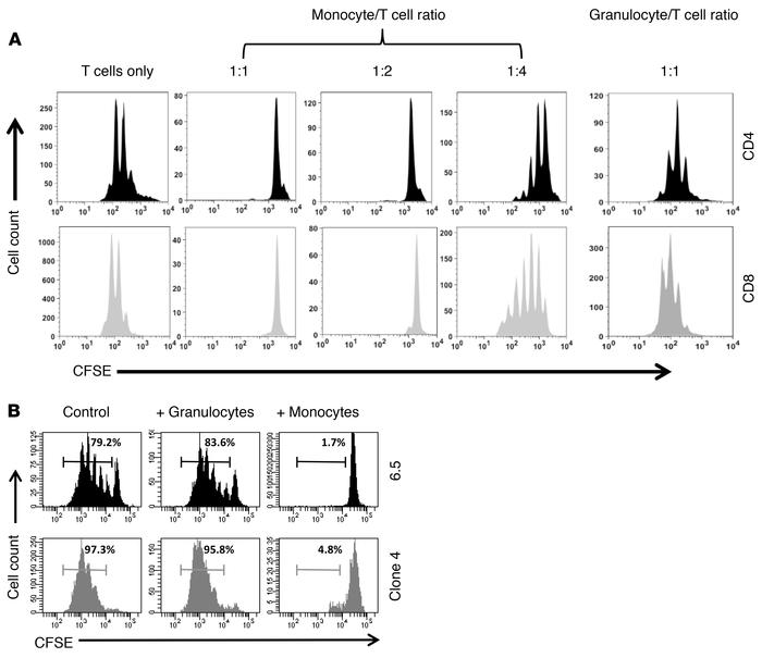 Suppression of T cell proliferation by Ly6Chi monocytes in vitro.
(A) CF...