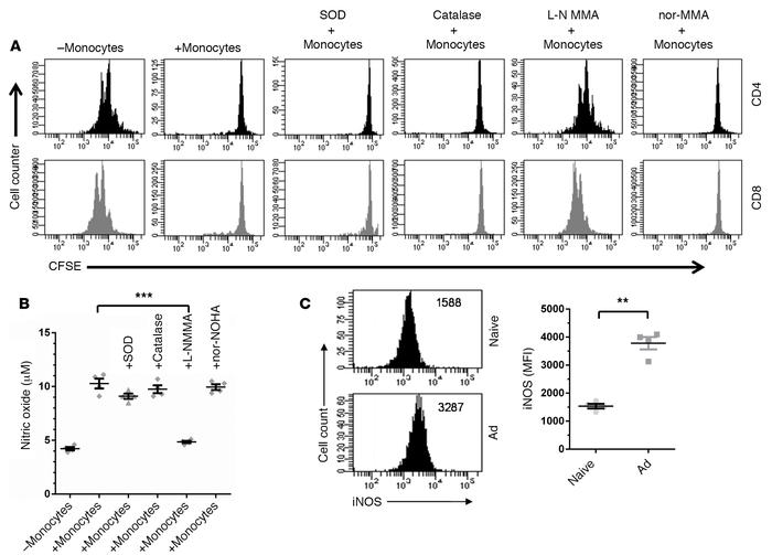 Ly6Chi monocytes suppress T cell proliferation through iNOS.
(A) CFSE-la...