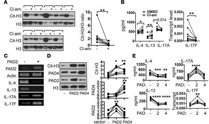 PTPN22 regulates the Th2/Th17 cytokine profile by suppressing citrullina...