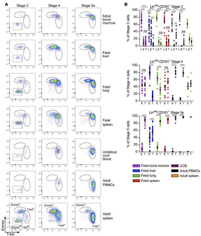 Both Eomes- and T-bet–expressing NK cells are found in fetal tissues and...
