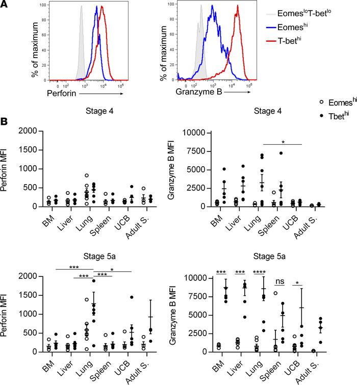 Eomeshi cells are less mature than T-bethi cells based on granzyme B and...