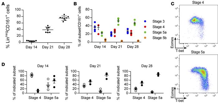 Eomeshi cells appear before T-bethi cells in an in vitro NK cell develop...