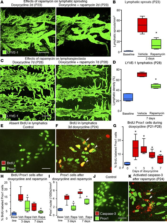 Effect of rapamycin on lymphatic sprouting and proliferation in tracheas...
