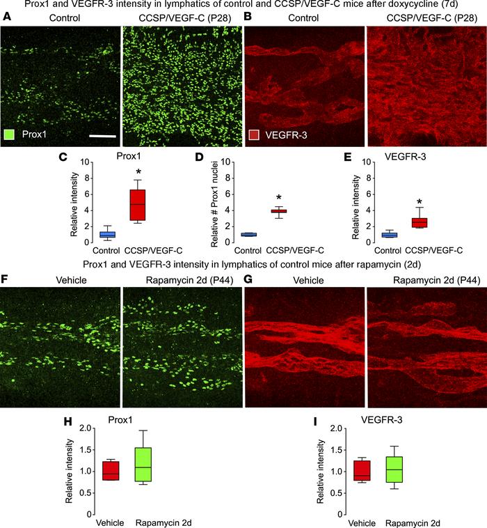 Effects of doxycycline and rapamycin on Prox1 and VEGFR-3 in lymphatics ...