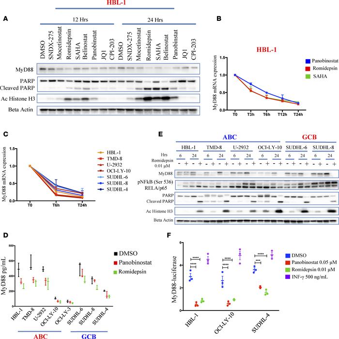 HDAC inhibitors transcriptionally decrease MyD88.
(A) Western blot showi...