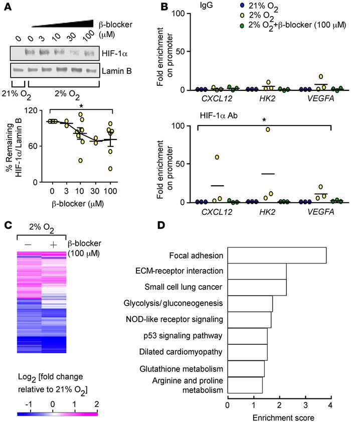 Beta blocker attenuates hypoxia responses in vitro.
(A) Expression of HI...