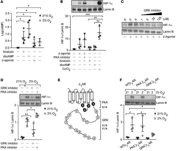 Hypoxia or β-agonist–mediated HIF-1α accumulation depends on phosphoryla...