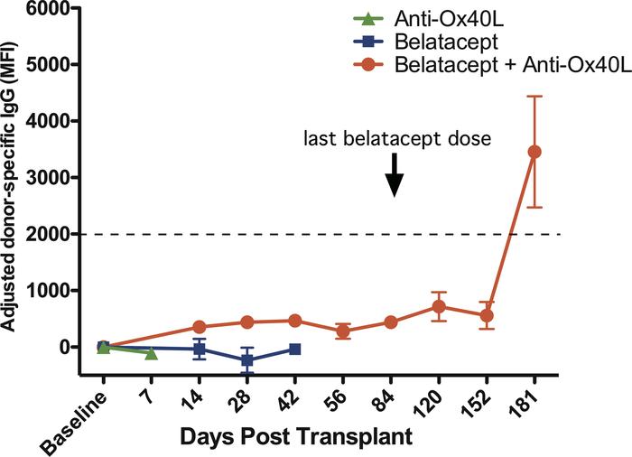 De novo donor-specific antibody is suppressed as long as recipient is tr...