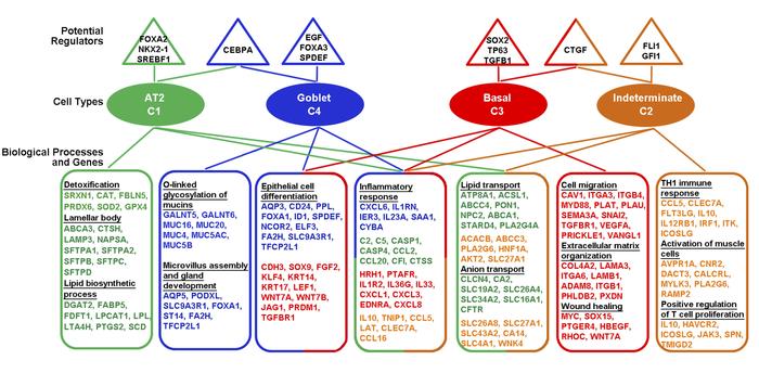 Bioprocesses and gene networks influenced by IPF.
Single-cell RNA-sequen...