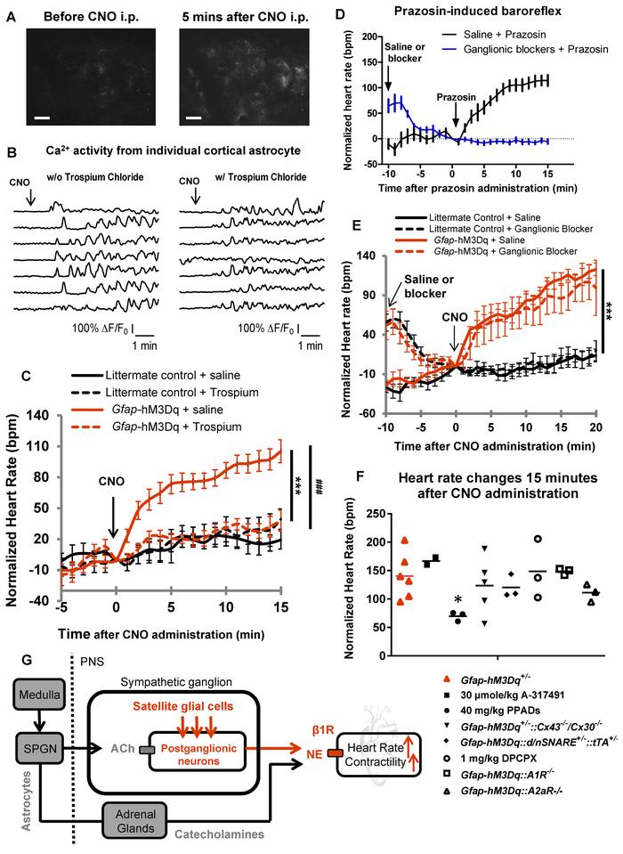 CNO-induced changes in cardiac functions are due to hM3Dq activation in ...