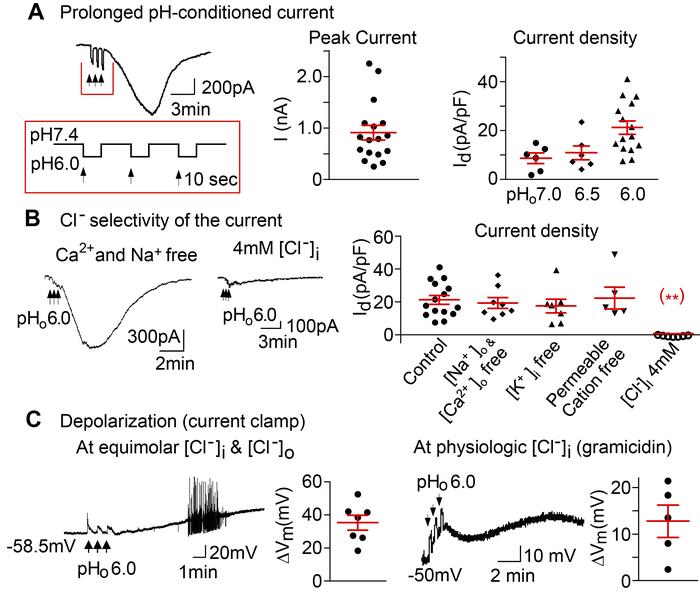 A prolonged pHo-conditioned inward current and depolarizations.
(A) A re...