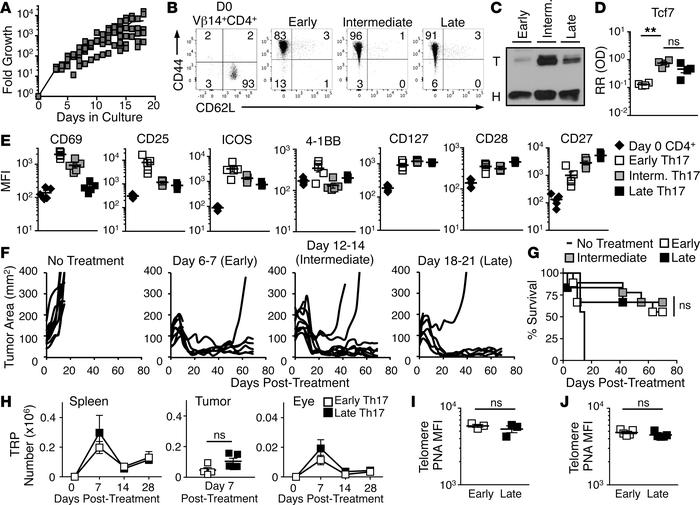 Th17 cells expanded for 3 weeks enter quiescence but retain antitumor po...
