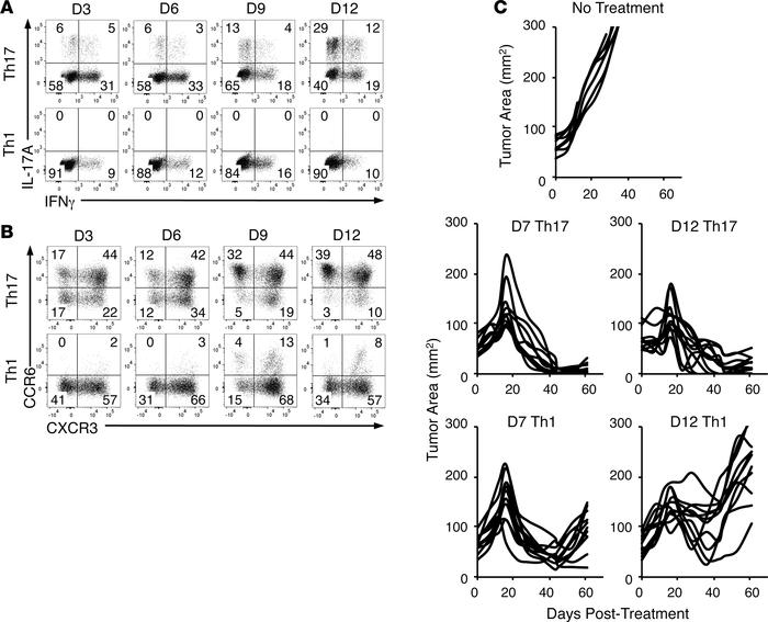 Human Th17 cells retain antitumor efficacy after 2 weeks of ex vivo expa...