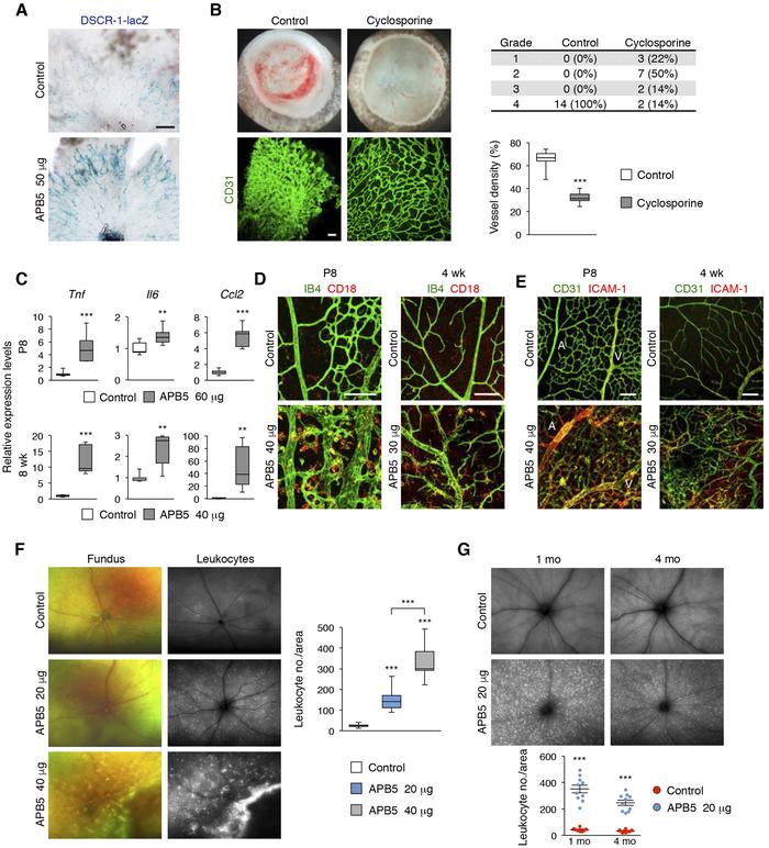 Sustained inflammation in pericyte-free retinas.
(A) β-gal staining in r...