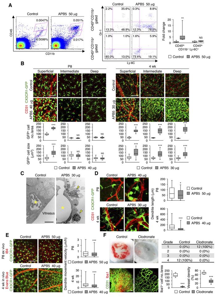 Macrophage (MP) infiltration in pericyte-free retinas.
(A) Flow cytometr...